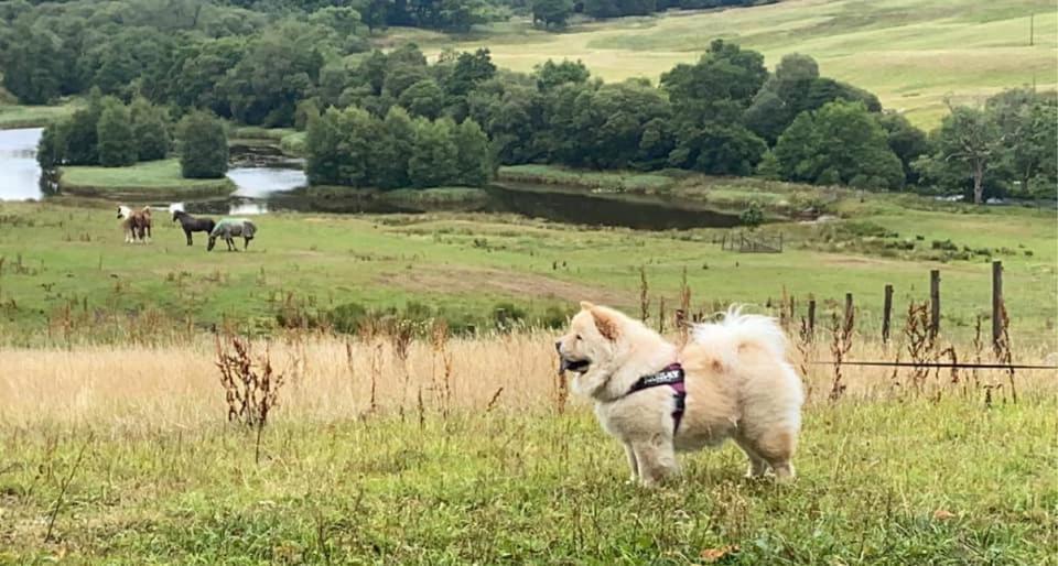 Luxury Rural Ayrshire Glamping Pod Dalmellington